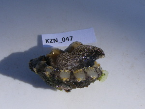  (Fissurella natalensis - HVDBM_KZN_047)  @13 [ ] Unspecified (default): All Rights Reserved  Unspecified Unspecified