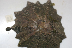  ( - HvdB-10-2010-227)  @13 [ ] Unspecified (default): All Rights Reserved  Unspecified Unspecified