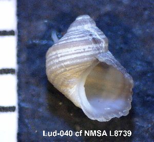  (Tricolia bicarinata - HvdB-Lud-040)  @13 [ ] Unspecified (default): All Rights Reserved  Unspecified Unspecified