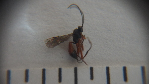  (Gambrus polyphemi - SV-P-334)  @12 [ ] CreativeCommons - Attribution Non-Commercial Share-Alike (2018) Jen and Hilary Bayer Silicon Valley Barcode of Life