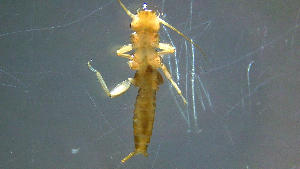  ( - 2021-HWDR-0016)  @11 [ ] CreativeCommons - Attribution Share-Alike (2023) Unspecified Drexel University, Academy of Natural Sciences