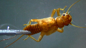  ( - 2021-HWDR-0329)  @11 [ ] CreativeCommons - Attribution Share-Alike (2023) Unspecified Drexel University, Academy of Natural Sciences
