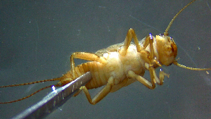  ( - 2021-HWDR-0329)  @11 [ ] CreativeCommons - Attribution Share-Alike (2023) Unspecified Drexel University, Academy of Natural Sciences