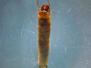  (Lepidostoma americanum - 2021-HWDR-0690)  @11 [ ] CreativeCommons - Attribution Share-Alike (2023) Unspecified Drexel University, Academy of Natural Sciences