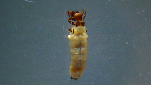  ( - 2021-HWDR-0870)  @11 [ ] CreativeCommons - Attribution Share-Alike (2023) Unspecified Drexel University, Academy of Natural Sciences