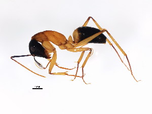  (Camponotus consobrinus - BIOUG00859-G04)  @14 [ ] CreativeCommons - Attribution (2011) CBG Photography Group Centre for Biodiversity Genomics
