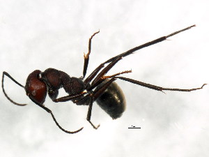  (Camponotus suffusus - BIOUG00868-D08)  @14 [ ] CreativeCommons - Attribution (2011) CBG Photography Group Centre for Biodiversity Genomics