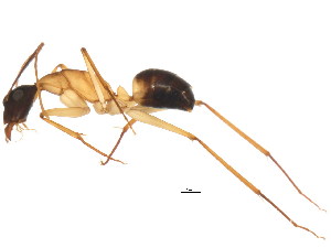  (Camponotus tricoloratus - BIOUG00868-D09)  @14 [ ] CreativeCommons - Attribution (2011) CBG Photography Group Centre for Biodiversity Genomics