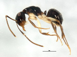  (Camponotus evae zeuxis - BIOUG00868-H03)  @15 [ ] CreativeCommons - Attribution (2011) CBG Photography Group Centre for Biodiversity Genomics