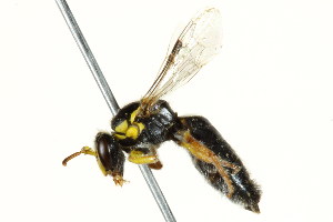  (Callohesma sinapipes - BIOUG01913-G10)  @14 [ ] CreativeCommons - Attribution (2012) CBG Photography Group Centre for Biodiversity Genomics