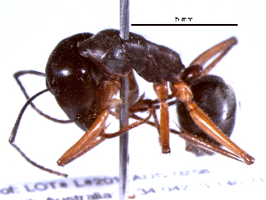  (Camponotus gouldianus - BIOUG02773-H03)  @13 [ ] CreativeCommons - Attribution (2013) CBG Photography Group Centre for Biodiversity Genomics