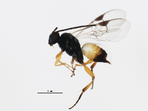  (Cotesia scripta - BIOUG00875-G09)  @12 [ ] CreativeCommons - Attribution (2011) CBG Photography Group Centre for Biodiversity Genomics