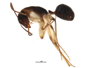  (Camponotus claripes - BIOUG00910-B01)  @15 [ ] CreativeCommons - Attribution (2011) CBG Photography Group Centre for Biodiversity Genomics