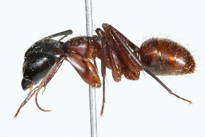  (Camponotus semitestaceus - WAC-ENT-0374)  @14 [ ] CreativeCommons - Attribution (2009) CBG Photography Group Centre for Biodiversity Genomics