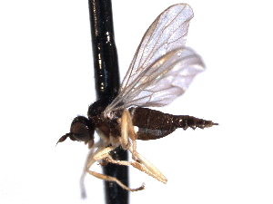  ( - CNC DIPTERA 161413)  @13 [ ] CreativeCommons - Attribution (2012) CNC/CBG Photography Group Centre for Biodiversity Genomics