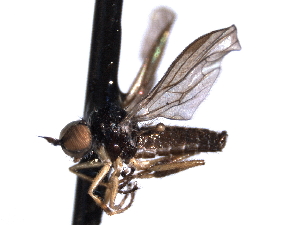  ( - CNC DIPTERA 161414)  @13 [ ] CreativeCommons - Attribution (2012) CNC/CBG Photography Group Centre for Biodiversity Genomics