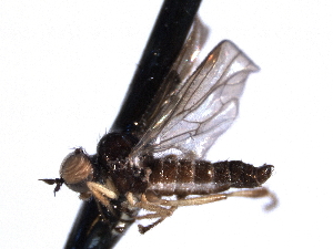  ( - CNC DIPTERA 161416)  @13 [ ] CreativeCommons - Attribution (2012) CNC/CBG Photography Group Centre for Biodiversity Genomics