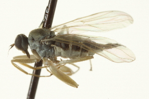  ( - CNC DIPTERA 163545)  @12 [ ] CreativeCommons - Attribution (2012) CNC/CBG Photography Group Centre for Biodiversity Genomics