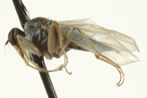  ( - CNC DIPTERA 163546)  @12 [ ] CreativeCommons - Attribution (2012) CNC/CBG Photography Group Centre for Biodiversity Genomics