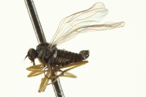  ( - CNC DIPTERA 163552)  @12 [ ] CreativeCommons - Attribution (2012) CNC/CBG Photography Group Centre for Biodiversity Genomics