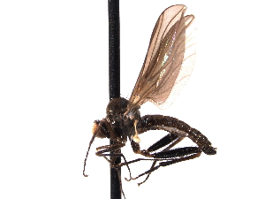  (Hoplocyrtoma procera - CNC DIPTERA 161605)  @14 [ ] CreativeCommons - Attribution (2011) CNC/CBG Photography Group Centre for Biodiversity Genomics
