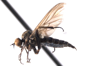  ( - CNC DIPTERA 161616)  @13 [ ] CreativeCommons - Attribution (2011) CNC/CBG Photography Group Centre for Biodiversity Genomics