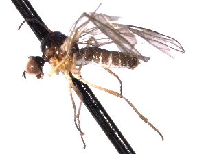  ( - CNC DIPTERA 161660)  @13 [ ] CreativeCommons - Attribution (2011) CNC/CBG Photography Group Centre for Biodiversity Genomics