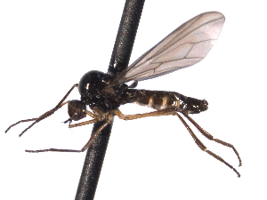  ( - CNC DIPTERA 161662)  @13 [ ] CreativeCommons - Attribution (2011) CNC/CBG Photography Group Centre for Biodiversity Genomics