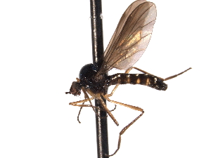  ( - CNC DIPTERA 161663)  @13 [ ] CreativeCommons - Attribution (2011) CNC/CBG Photography Group Centre for Biodiversity Genomics
