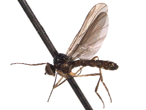  ( - CNC DIPTERA 161664)  @11 [ ] CreativeCommons - Attribution (2011) CNC/CBG Photography Group Centre for Biodiversity Genomics