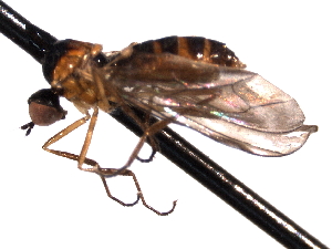  ( - CNC DIPTERA 161667)  @11 [ ] CreativeCommons - Attribution (2011) CNC/CBG Photography Group Centre for Biodiversity Genomics