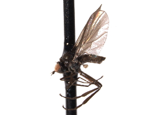  ( - CNC DIPTERA 161689)  @12 [ ] CreativeCommons - Attribution (2012) CNC/CBG Photography Group Centre for Biodiversity Genomics