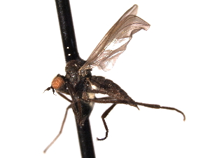  ( - CNC DIPTERA 161691)  @12 [ ] CreativeCommons - Attribution (2012) CNC/CBG Photography Group Centre for Biodiversity Genomics