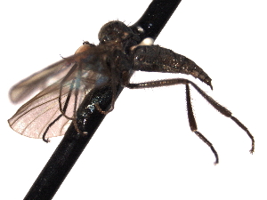  ( - CNC DIPTERA 161692)  @12 [ ] CreativeCommons - Attribution (2012) CNC/CBG Photography Group Centre for Biodiversity Genomics