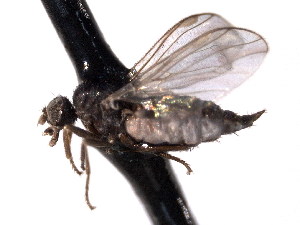  (Anthalia sp. 3 - CNC DIPTERA 161726)  @13 [ ] CreativeCommons - Attribution (2012) CNC/CBG Photography Group Centre for Biodiversity Genomics