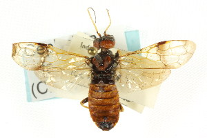  (Cephalcia fascipennis - CNCHYM 02080)  @13 [ ] CreativeCommons - Attribution (2011) CNC/CBG Photography Group Centre for Biodiversity Genomics