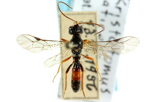  (Kristotomus laticeps - CNCHYM 04604)  @11 [ ] CreativeCommons - Attribution (2011) CNC/CBG Photography Group Centre for Biodiversity Genomics