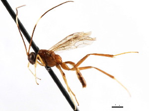  (Zagryphus nasutus - CNCHYM 04157)  @11 [ ] CreativeCommons - Attribution (2011) CNC/CBG Photography Group Centre for Biodiversity Genomics