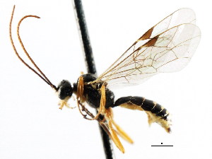  (Cteniscus glutiniatus - CNCHYM 04371)  @11 [ ] CreativeCommons - Attribution (2011) CNC/CBG Photography Group Centre for Biodiversity Genomics