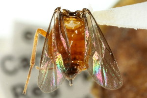  ( - CNCHYM 02957)  @12 [ ] CreativeCommons - Attribution (2011) CNC/CBG Photography Group Centre for Biodiversity Genomics