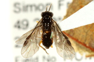  ( - CNCHYM 02959)  @12 [ ] CreativeCommons - Attribution (2011) CNC/CBG Photography Group Centre for Biodiversity Genomics