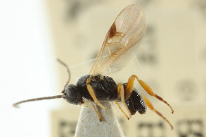  (Microplitis ocellatae - CNCHYM 01828)  @11 [ ] CreativeCommons - Attribution (2011) CNC/CBG Photography Group Centre for Biodiversity Genomics