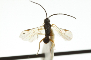  (Microplitis tuberculifer - CNCHYM 01861)  @11 [ ] CreativeCommons - Attribution (2011) CNC/CBG Photography Group Centre for Biodiversity Genomics