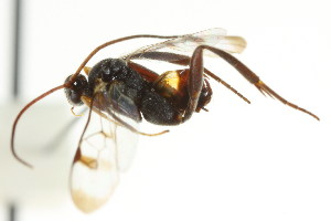  (Diolcogaster ippis - CNCHYM 00835)  @11 [ ] CreativeCommons - Attribution (2011) CNC/CBG Photography Group Centre for Biodiversity Genomics