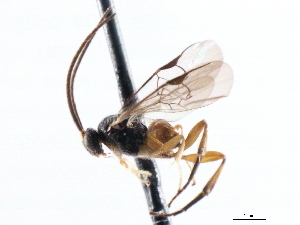  ( - CNCHYM 00265)  @11 [ ] CreativeCommons - Attribution (2011) CNC/CBG Photography Group Centre for Biodiversity Genomics