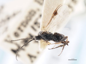  (Dolichogenidea laspeyresiae - CNCHYM 01073)  @12 [ ] CreativeCommons - Attribution (2011) CNC/CBG Photography Group Centre for Biodiversity Genomics