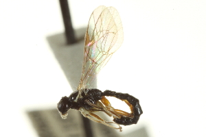  ( - CNCHYM 013844)  @11 [ ] CreativeCommons - Attribution (2012) CNC/CBG Photography Group Centre for Biodiversity Genomics
