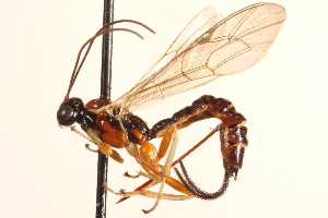  (Scambus arizonensis - CNCHYM 09762)  @11 [ ] CreativeCommons - Attribution (2012) CNC/CBG Photography Group Centre for Biodiversity Genomics