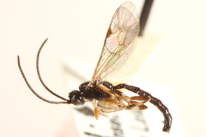  (Scambus dioryctriae - CNCHYM 09824)  @11 [ ] CreativeCommons - Attribution (2012) CNC/CBG Photography Group Centre for Biodiversity Genomics