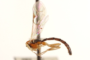  (Scambus hirticauda - CNCHYM 09836)  @11 [ ] CreativeCommons - Attribution (2012) CNC/CBG Photography Group Centre for Biodiversity Genomics